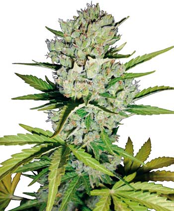 Auto Super Skunk Feminised Seeds by White Label Seed Company