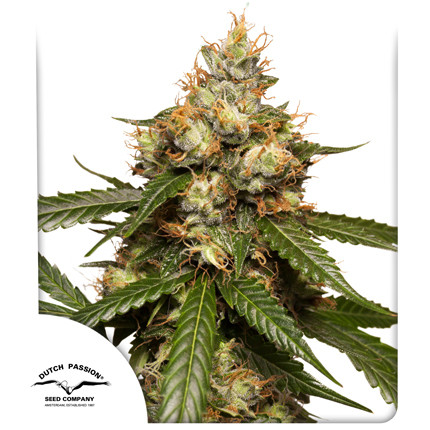 THC-Victory Auto Feminised Seeds by Dutch Passion