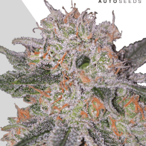 Trans Siberian Auto Feminised Seeds by Auto Seeds