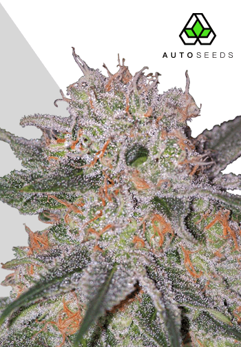 Trans Siberian Auto Feminised Seeds by Auto Seeds
