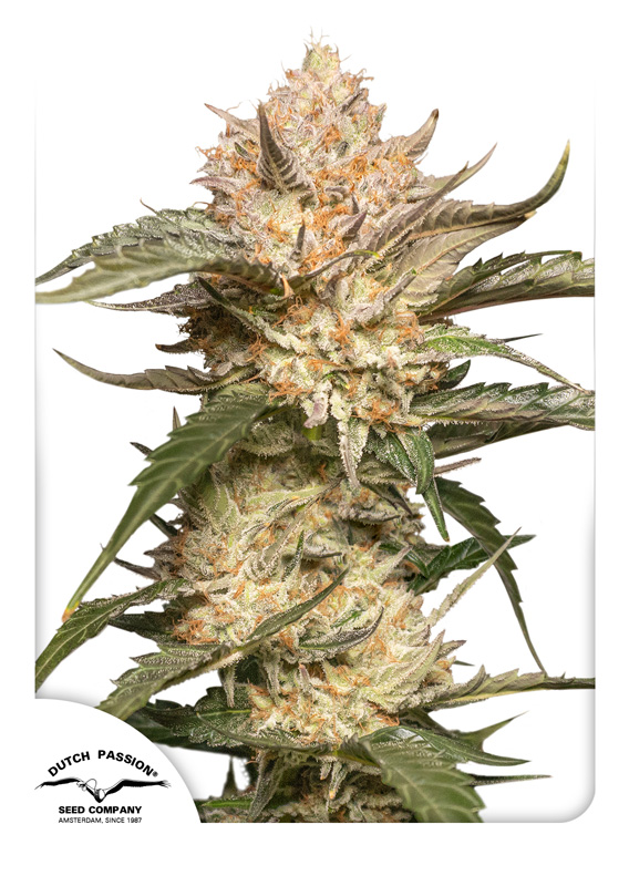 Trichome & Cream Auto Feminised Seeds by Dutch Passion