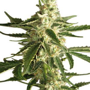 Auto White Diesel Haze Feminised Seeds by White Label Seed Company
