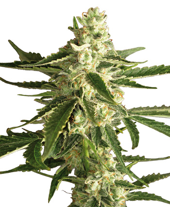 Auto White Diesel Haze Feminised Seeds by White Label Seed Company