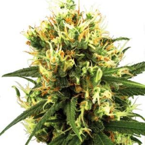 Auto White Haze Feminised Seeds by White Label Seed Company
