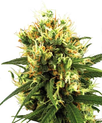 Auto White Haze Feminised Seeds by White Label Seed Company