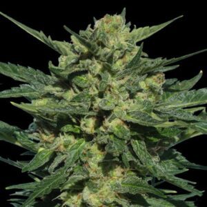 White Russian #1 Auto Feminised Seeds by Serious Seeds