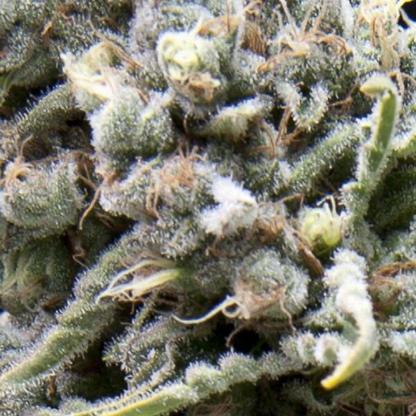 Auto White Widow Feminised Seeds by Pyramid Seeds