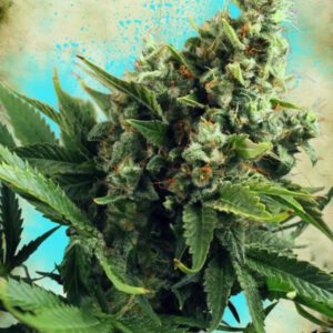 White Widow Auto Feminised Seeds by Ministry of Cannabis