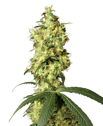 Auto White Widow Feminised Seeds by White Label Seed Company