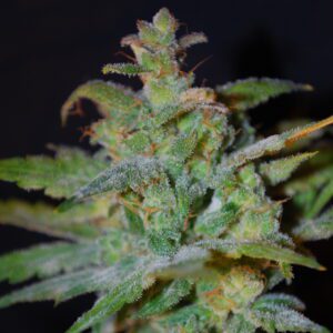 AK Auto Feminised Seeds by Female Seeds