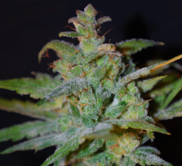 AK Auto Feminised Seeds by Female Seeds