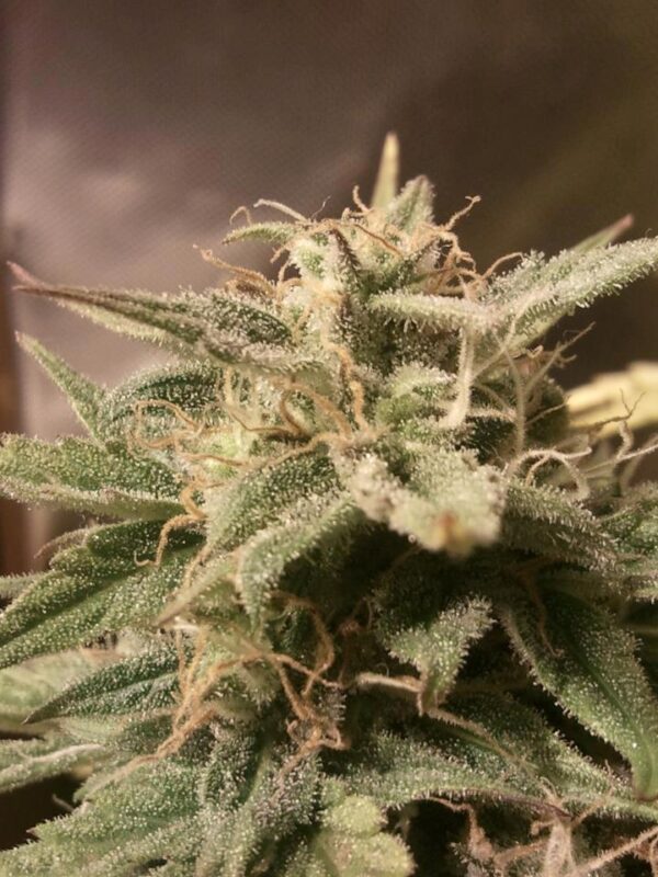 Bubble Auto Feminised Seeds by Female Seeds