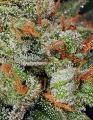 Bubble Gum Auto Feminised Seeds by T.H. Seeds