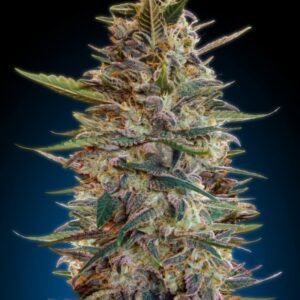 Collection #2 AUTOMATIC Feminised Seeds by Advanced Seeds
