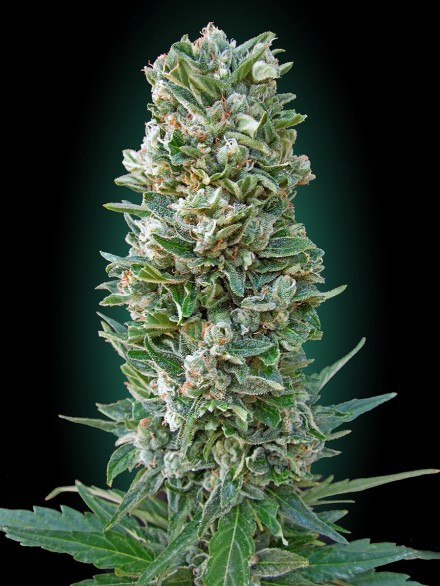Collection #3 AUTOMATIC Feminised Seeds by Advanced Seeds