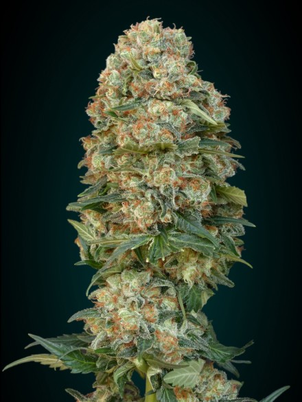 Collection #4 AUTOMATIC Feminised Seeds by Advanced Seeds