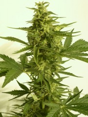 Critical Hog Auto Feminised Seeds by T.H. Seeds