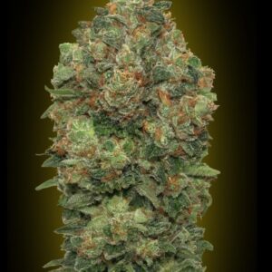 Auto Critical Soma Feminised Seeds by Advanced Seeds