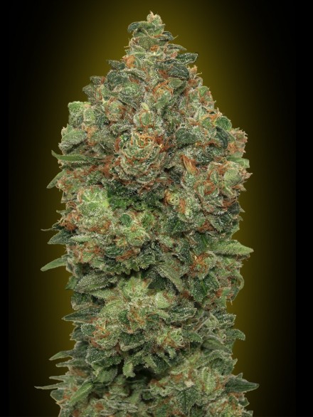Auto Critical Soma Feminised Seeds by Advanced Seeds