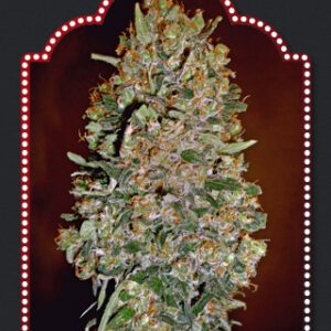 Automatik Collection #1 Feminised Seeds by 00 Seeds