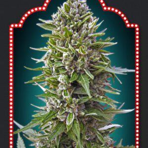 Automatik Collection #2 Feminised Seeds by 00 Seeds