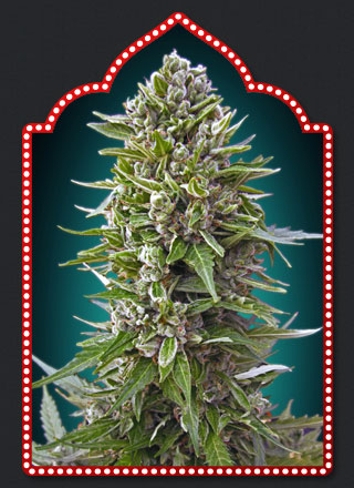 Automatik Collection #2 Feminised Seeds by 00 Seeds