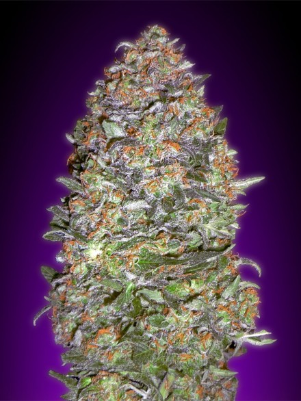 Auto NYC Diesel Feminised Seeds by Advanced Seeds