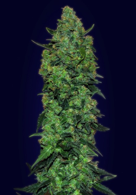 Auto Skunk Mass Feminised Seeds by Advanced Seeds