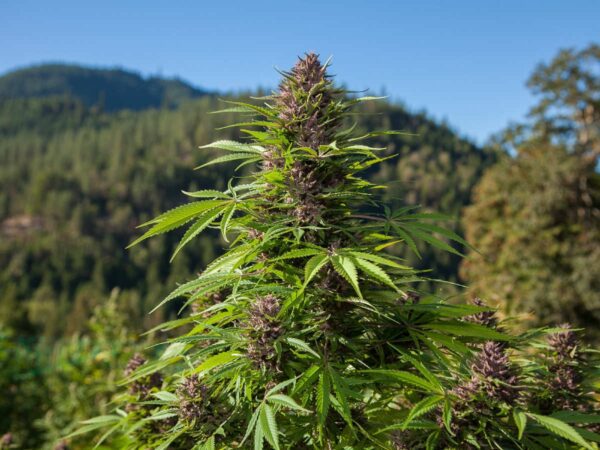 Outdoor Auto Feminised Seeds by Phoenix Seeds