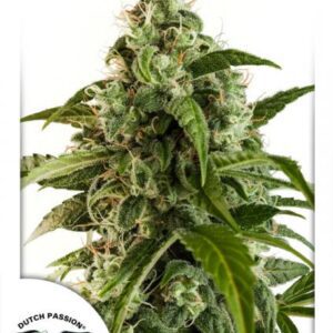 Euforia Auto Feminised Seeds by Dutch Passion
