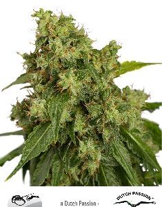 Xtreme Auto Feminised Seeds by Dutch Passion
