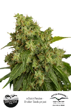 Xtreme Auto Feminised Seeds by Dutch Passion