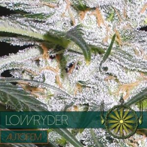 Lowryder Auto Feminised Seeds by Vision Seeds