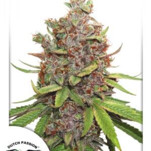 Glueberry O.G. Auto Feminised Seeds by Dutch Passion