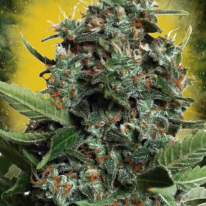 Autopilot XXL Auto Feminised Seeds by Ministry of Cannabis