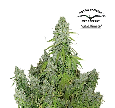 Ultimate Auto Feminised Seeds by Dutch Passion