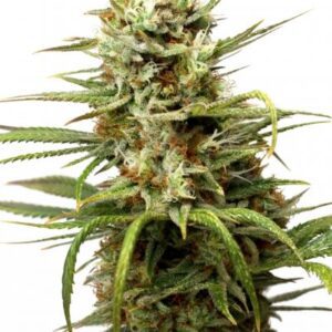 White Widow Auto Feminised Seeds by Dutch Passion