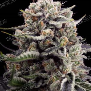 B45 Feminised Seeds by Silent Seeds