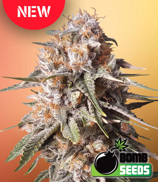 Baked Bomb Auto Feminised Seeds by Bomb Seeds