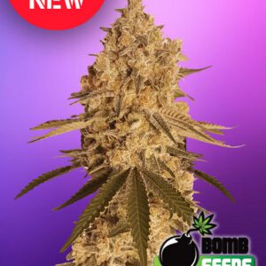 Baked Bomb Feminised Seeds by Bomb Seeds
