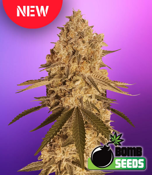 Baked Bomb Feminised Seeds by Bomb Seeds