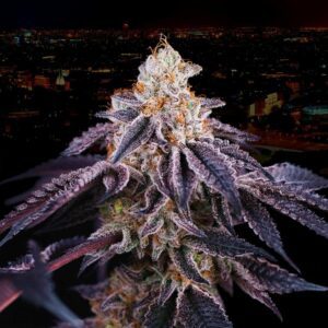 Baked in Paris Feminised Seeds by Perfect Tree Seeds