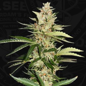 Banana Candy Krush Feminised Seeds by T.H. Seeds