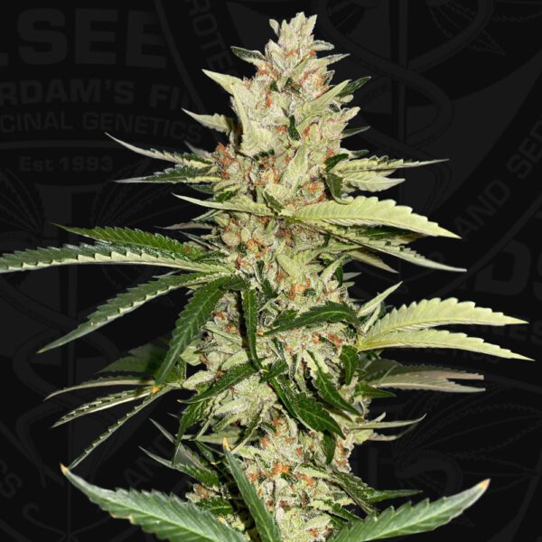 Banana Candy Krush Feminised Seeds by T.H. Seeds
