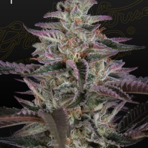 Banana Krumble Feminised Seeds by Greenhouse Seed Co.