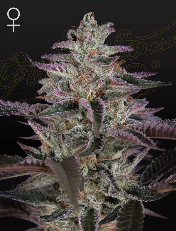 Banana Krumble Feminised Seeds by Greenhouse Seed Co.