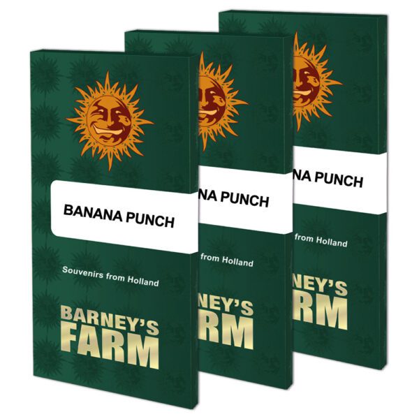 Banana Punch Feminised Seeds by Barney's Farm