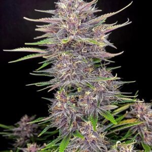 Banana Purple Punch Auto Feminised Seeds by FastBuds