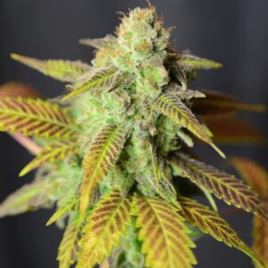 Barbarella Feminised Seeds by House of the Great Gardener