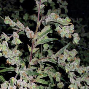 Dr Grinspoon Feminised Seeds by Barney's Farm